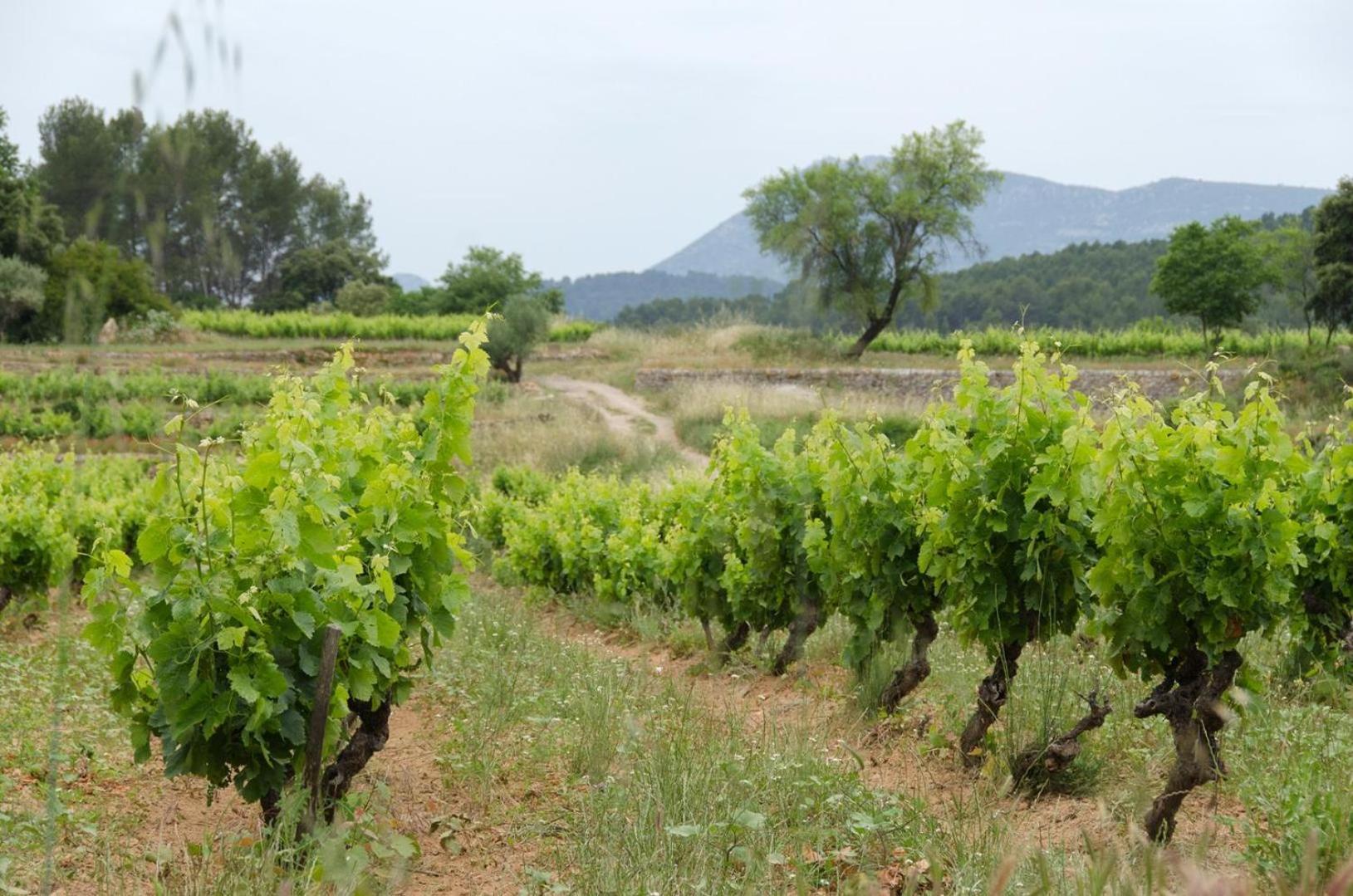 La Maison De Campagne Carcès エクステリア 写真